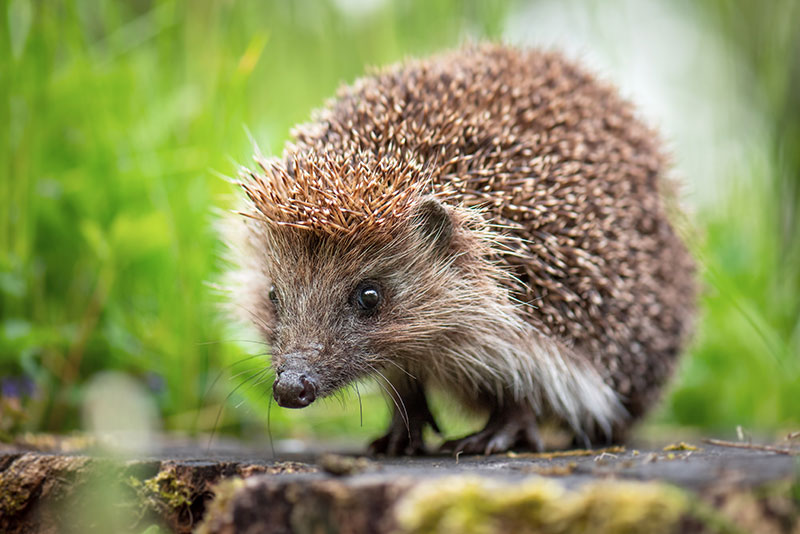 Hedgehog