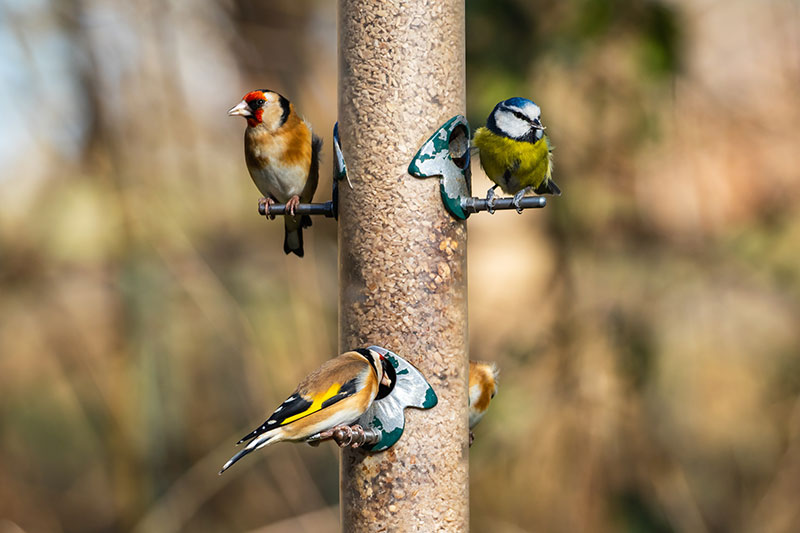 Wild Birds on feeder